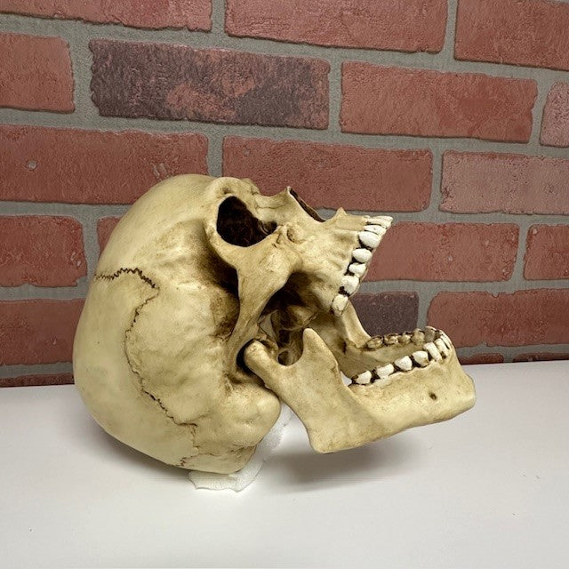 Skull - Moving Jaw-hotRAGS.com