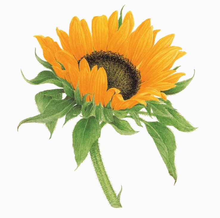 Tattoo - Sunflower-hotRAGS.com