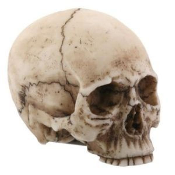 Skull - Head Small-hotRAGS.com